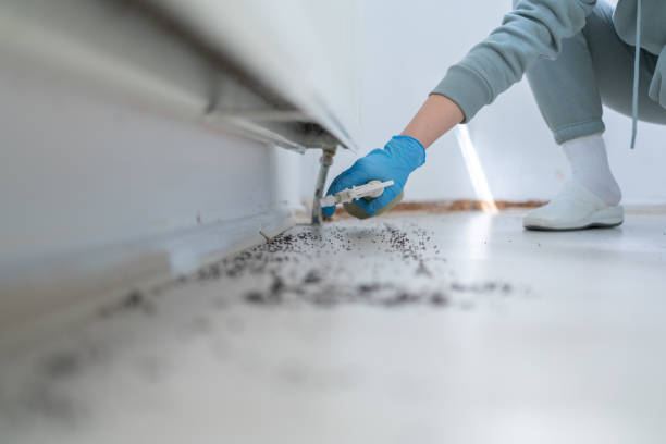 Best Insect Control  in Knightdale, NC